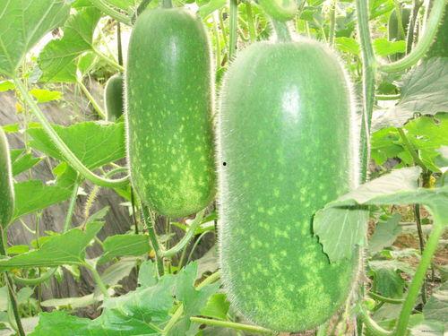 ccgg今日吃瓜最新